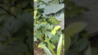 gardening fertilizer plants gardening garden gardening tips [upl. by Anifad44]