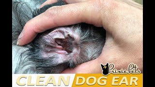 Dog Ear Cleaning  How to Clean Dogs Ears Gently [upl. by Kary966]