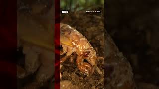 Billions of cicadas have emerged in parts of the US Cicadas BBCNews [upl. by Fredi546]