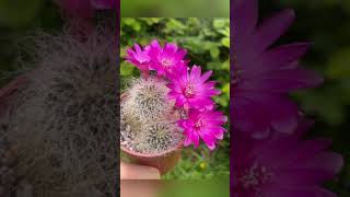 Sulcorebutia Hertusii flowers  hairy cactus plant in beautiful pink blooms [upl. by Brouwer]