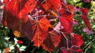 Cercis canadensis Forest Pansy [upl. by Oicinoid973]