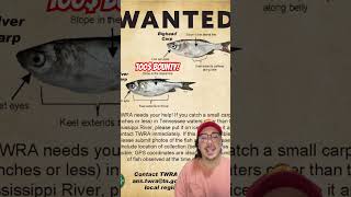 HOW TO MAKE MONEY FISHING shorts fishing fish tennessee kentucky wildlife [upl. by Hpeosj]