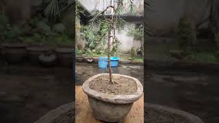 CEDRUS DEODARA BONSAI TREE cedar pine bonsai bonsaikingdom bonsaitree plants nature tree [upl. by Enomys]