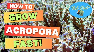 Grow Acropora Frags Faster In Your Reef Tank [upl. by Giorgio]