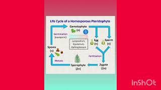 Life cycle of gymnosperm and pteridophytes plants instagood physicswallah ytube viral shorts [upl. by Ethelind]