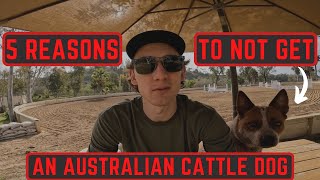 5 Reasons to NOT Get an Australian Cattle Dog AVOID [upl. by Narut]