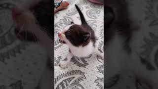 Beautiful kittens  kitten animals kitten beautiful [upl. by Kone]