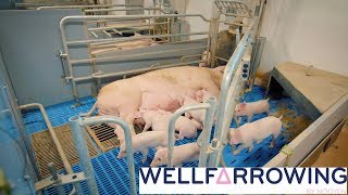 Wellfarrowing by Nooyen [upl. by Kafka299]