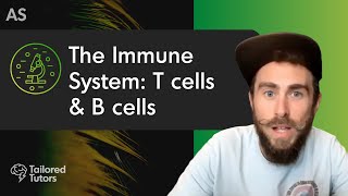 The Immune System T cells amp B cells  ALevel Biology Revision  AQA [upl. by Raquela912]