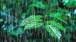 Rainfall on Forest Foliage  Rainstorm Sounds for Sleeping [upl. by Nisotawulo908]