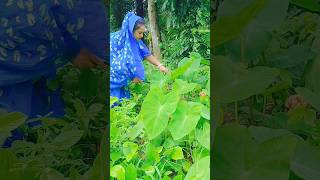 kochu patar vorta  কচু পাতার ভর্তা short trndingshorts villagefood recipe satabdirseraranna [upl. by Elidad]