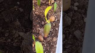 Clivia seeds sprouting [upl. by Narod]