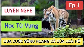 Song Ngữ1 minute Learning amp Speaking English Ep1 English with Wildlife The Tiger in the Forest [upl. by Aliahkim]