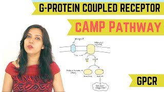 cAMP PATHWAY  GPROTEIN COUPLED RECEPTOR GPCR [upl. by Macri]