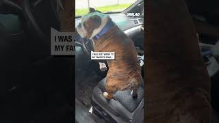 Dogs humps cause the car horn to beep [upl. by Ahsil]