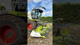 CLAAS 970 Jaguar Forage Harvester on Maize Silage [upl. by Aleek]