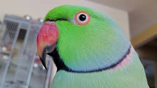 Indian Ringneck Parrot 🦜 talking [upl. by Rramo627]