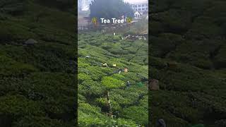 Tea tree in kerala flowers tree travelvlog tea farmers nature [upl. by Macgregor]