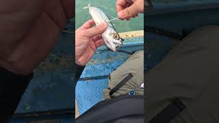 Kanama Smart Bait Mini Revive Your litter Dead Baitfish🎣 [upl. by Meesak]