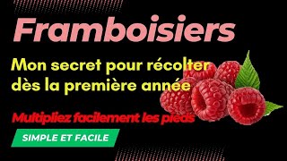 Comment récolter des framboises la première année de plantation jusquen automne [upl. by Olaznog]