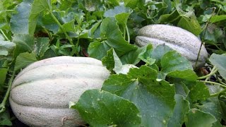 How To Pick A Ripe Cantaloupe From The Garden [upl. by Amalea602]