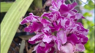 Mounted Rhynchostylis in bloom [upl. by Nnyleak787]