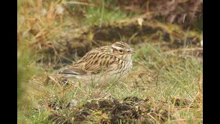 Woodlark Elveden Suffolk 10324 [upl. by Salman]