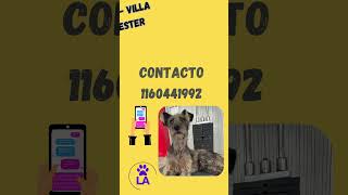 Perro adopción BALLESTER [upl. by Egdirdle446]