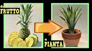 come far nascere una piantina di ananas dagli scarti a costo zero come coltivare l ananas in casa [upl. by Aelanej]