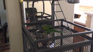 Moustached Parakeet Red Breasted Parakeet Tantrum [upl. by Ilajna]