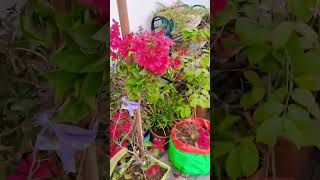 gediyan viralvideo indoorplants ytshorts [upl. by Konstantine]