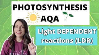 PHOTOSYNTHESIS Light Dependent ReactionAlevel Biology Photolysis photoionisation amp chemiosmosis [upl. by Llerod]