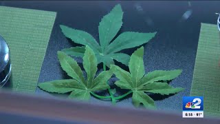 Florida voters await legalization decision on recreational marijuana use [upl. by Nelrac40]