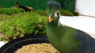 Whitecheeked turaco Spissnebb [upl. by Paik]