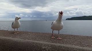 갈매기 웃음소리 모음Seagulls laughing [upl. by Notsob]