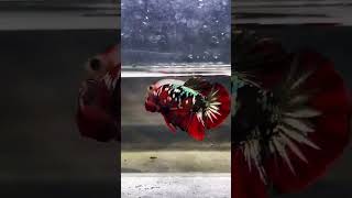 Siamese Fighter Fish  RKC siamesefightingfish siamese fighterfish shorts fish [upl. by Otinauj416]