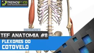 Treino em FOCO Anatomia 8  Flexores do cotovelo [upl. by Nnylhsa]