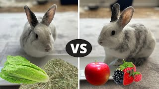 Rabbit Chooses Favorite Food  Savory VS Sweet [upl. by Kalin572]