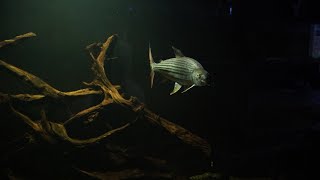 How to CHOOSE African tiger fish  Monster Aquarium Tank Fish Room  Goliath Vittatus Tiger Fish [upl. by Etnoid876]