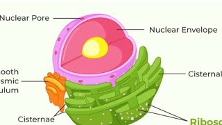 What are Ribosomes Ribosomes function and structure class 9  fundamental unit of life ribosomes [upl. by Aehta]