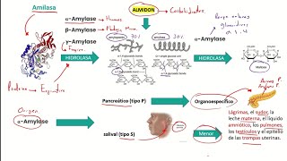 AMILASA Y LIPASA LABORATORIO CLINICO [upl. by Moyer]