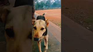 ✨☘️💕 dogs lovefordogs petlover feeddog streetdog indiandog [upl. by Ecinom376]