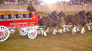 Hallamore Clydesdales Topsfield Fair 2010 [upl. by Thad]