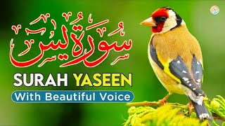 Surah Yaseen heart touching voice by Hafiz Zain TV [upl. by Bonilla541]