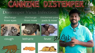 Canine distemper in Dogs and Puppies Tamilநோயை குணப்படுத்துவது எப்படிMavlogskk Dog diseases Tamil [upl. by Wivina535]