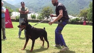 Top of the bloodline European Doberman Sant Kreal Idol Ztp [upl. by Ttergram]