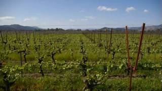 Premiere Viticulture Napa Vineyard Timelapse [upl. by Noah]