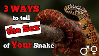 How to Tell the Sex of Your Snake [upl. by Aanas]