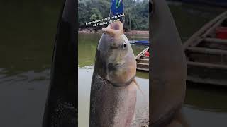 What kind of fish is this bait suitable forlure fishing fishingreel lurefishing [upl. by Ettesyl653]