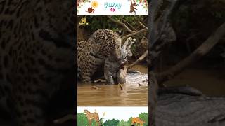 Jaguar vs Caiman Epic River Showdown in the Brazilian Pantanal [upl. by Eislek]